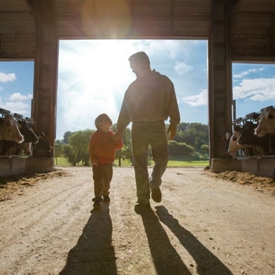 father and son walking in barn designed for optimal cow comfort
